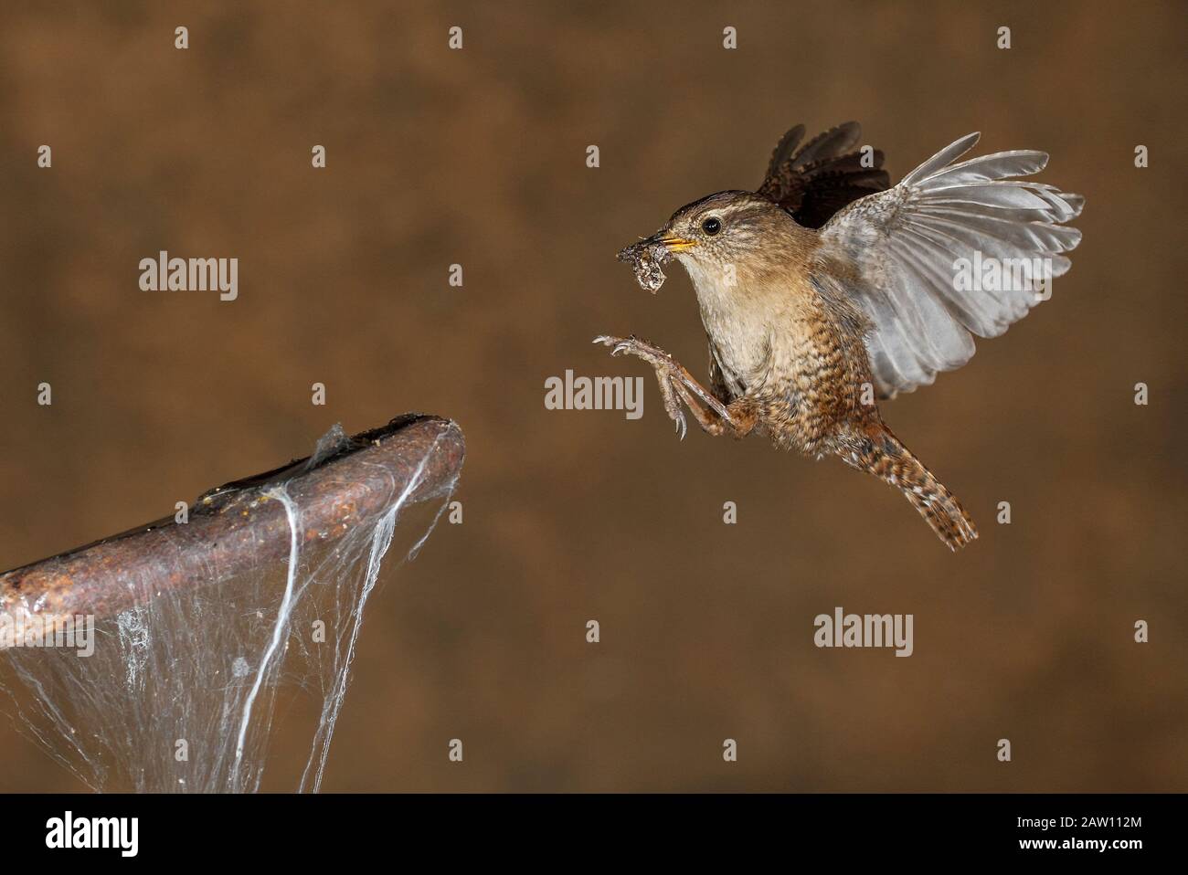Wren eurasien (Troglodytes troglodytes) volant avec des proies, Espagne Banque D'Images