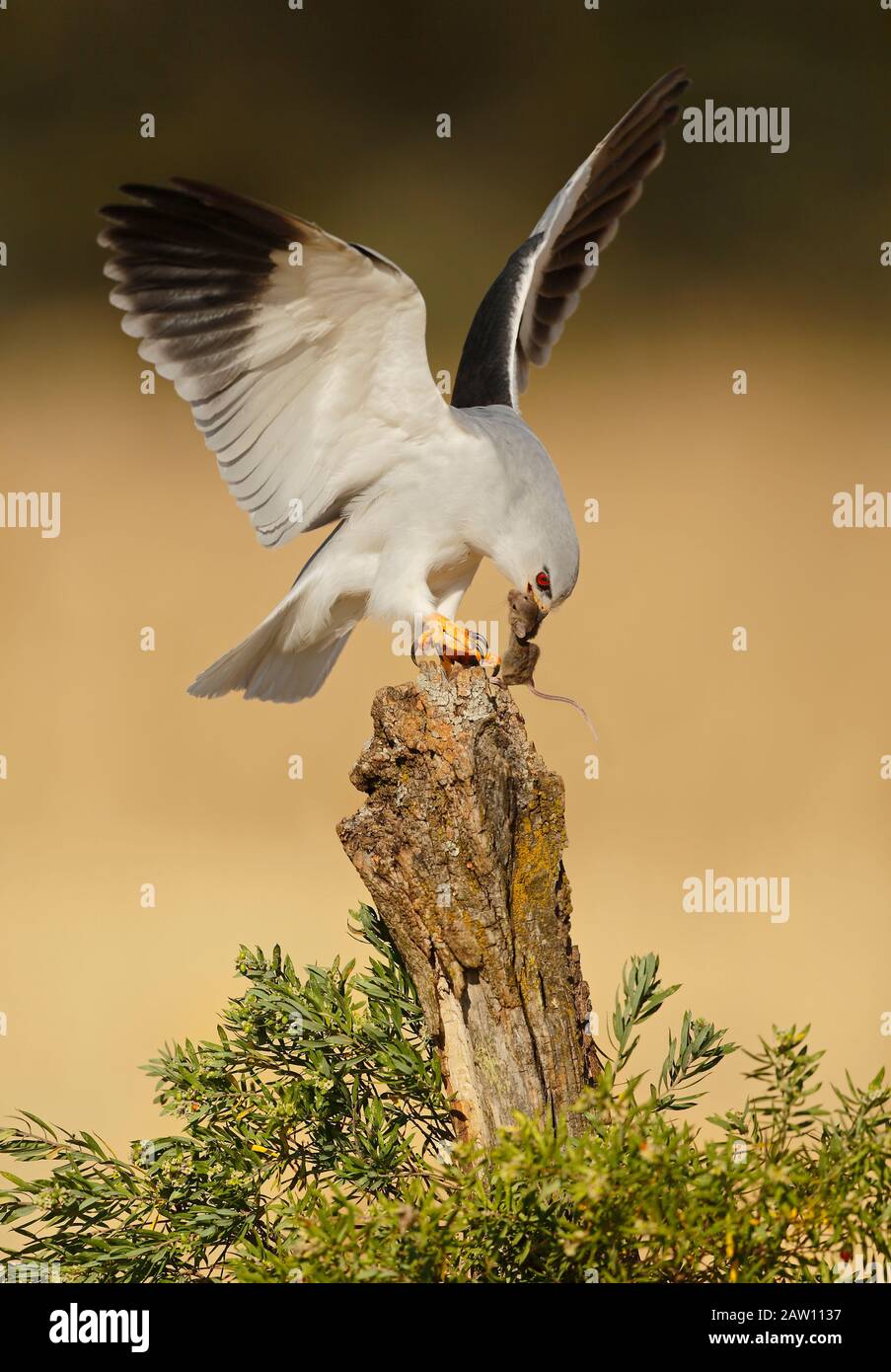 Cerf-volant à ailes noires (Elanus caeruleus) avec proie, Espagne Banque D'Images