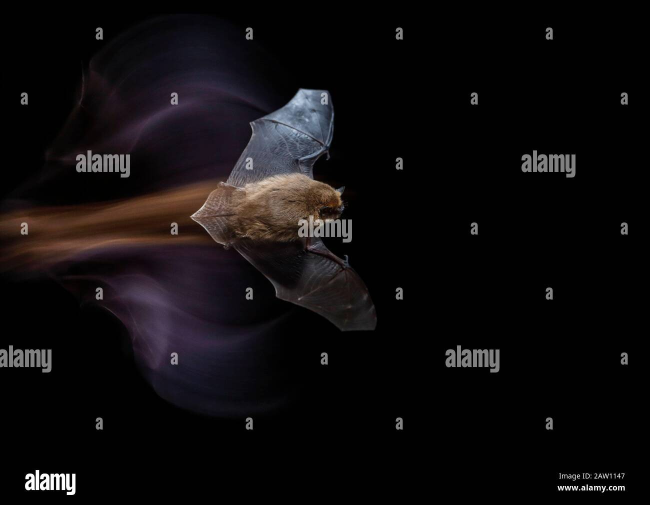 Pipette commune (Pipistrellus pipistrellus) voler la nuit, Espagne Banque D'Images