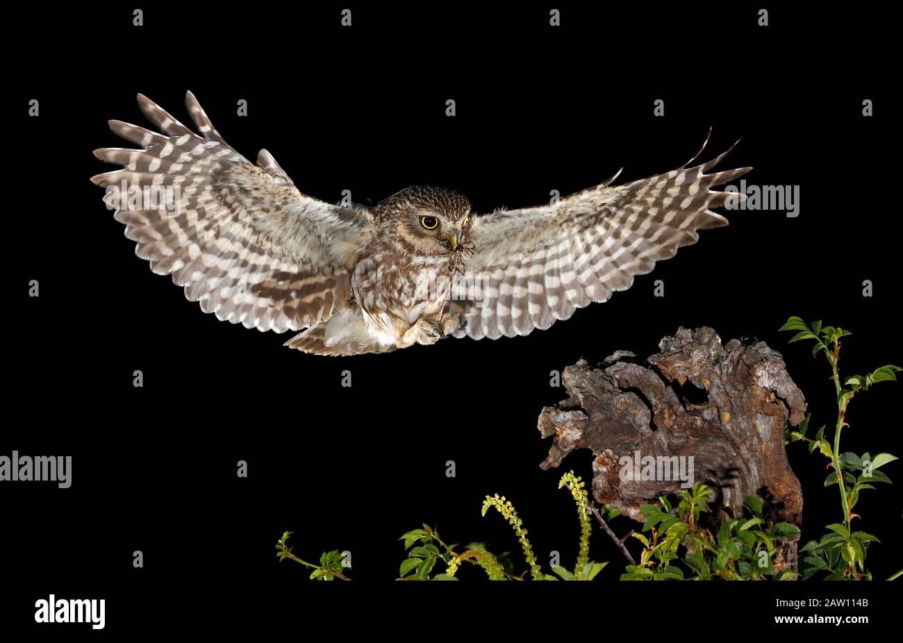 Little Owl (Athene noctua) voler la nuit, Espagne Banque D'Images