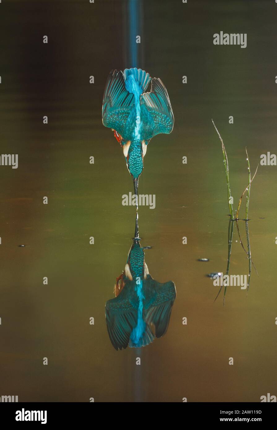 Commun Kingfisher (Alcedo atthis) plongée, Salamanque, Espagne Banque D'Images