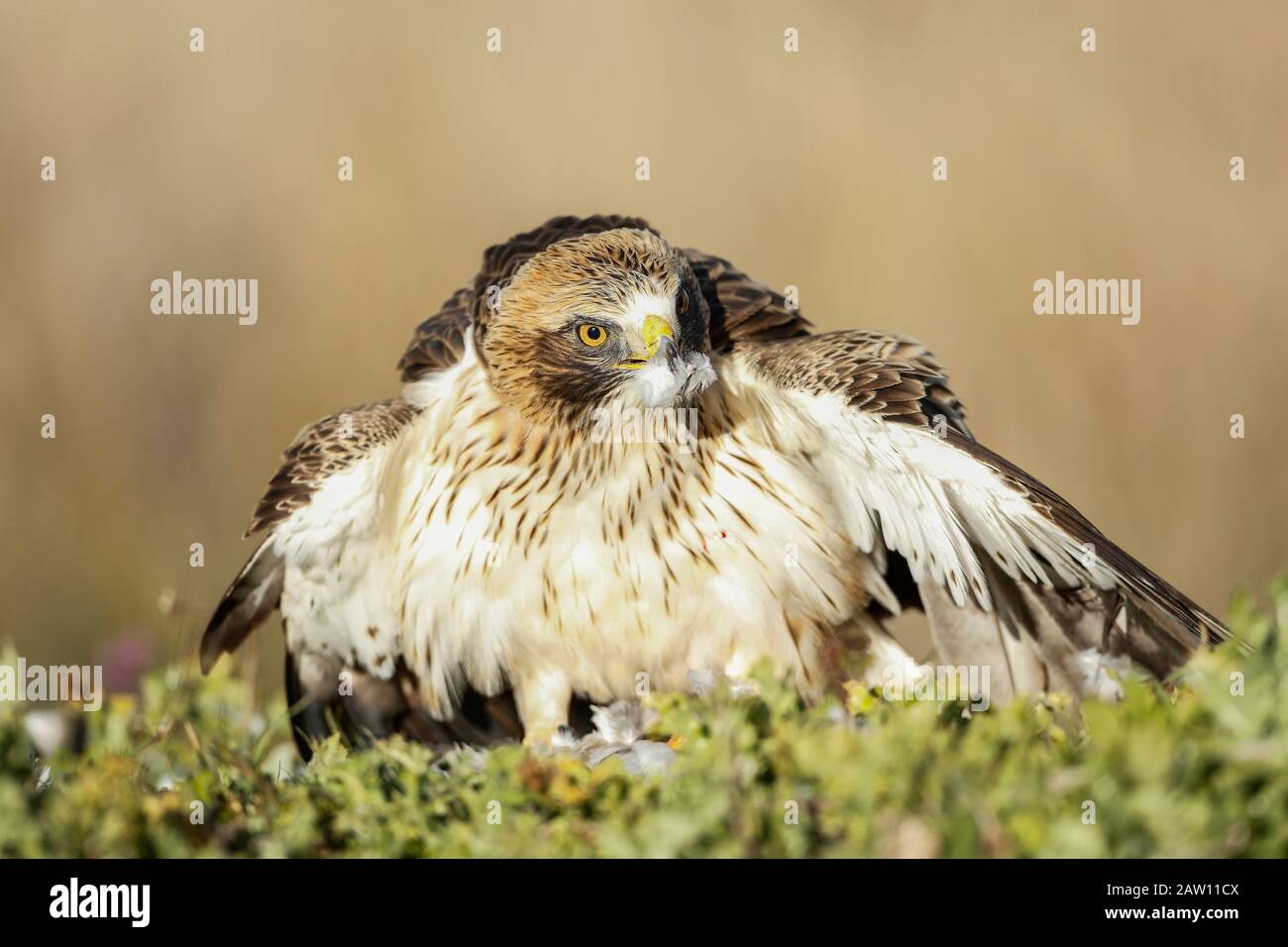 Aigle (Hieraaetus pennatus) protégeant les proies, Salamanque, Castilla y Leon, Espagne Banque D'Images