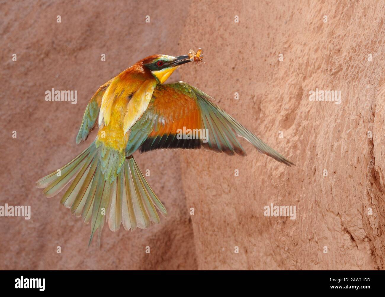 Européen Bee-eater (Merops apiaster) volant avec des proies, Salamanque, Castilla y Leon, Espagne Banque D'Images