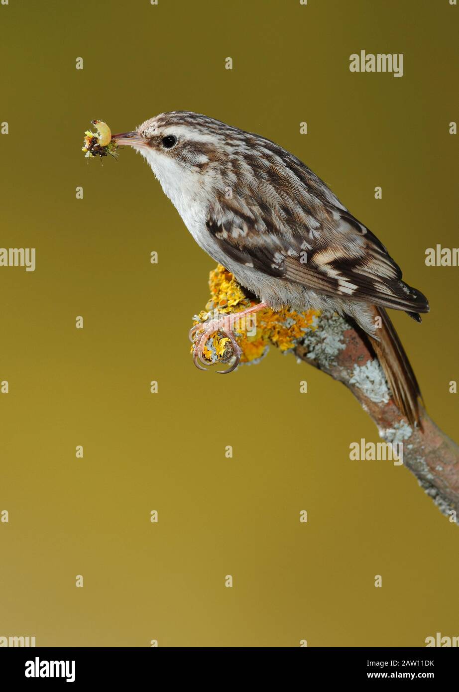 Treecreeper (Certhia brachydactyla) avec proie, Salamanque, Castilla y Leon, Espagne Banque D'Images