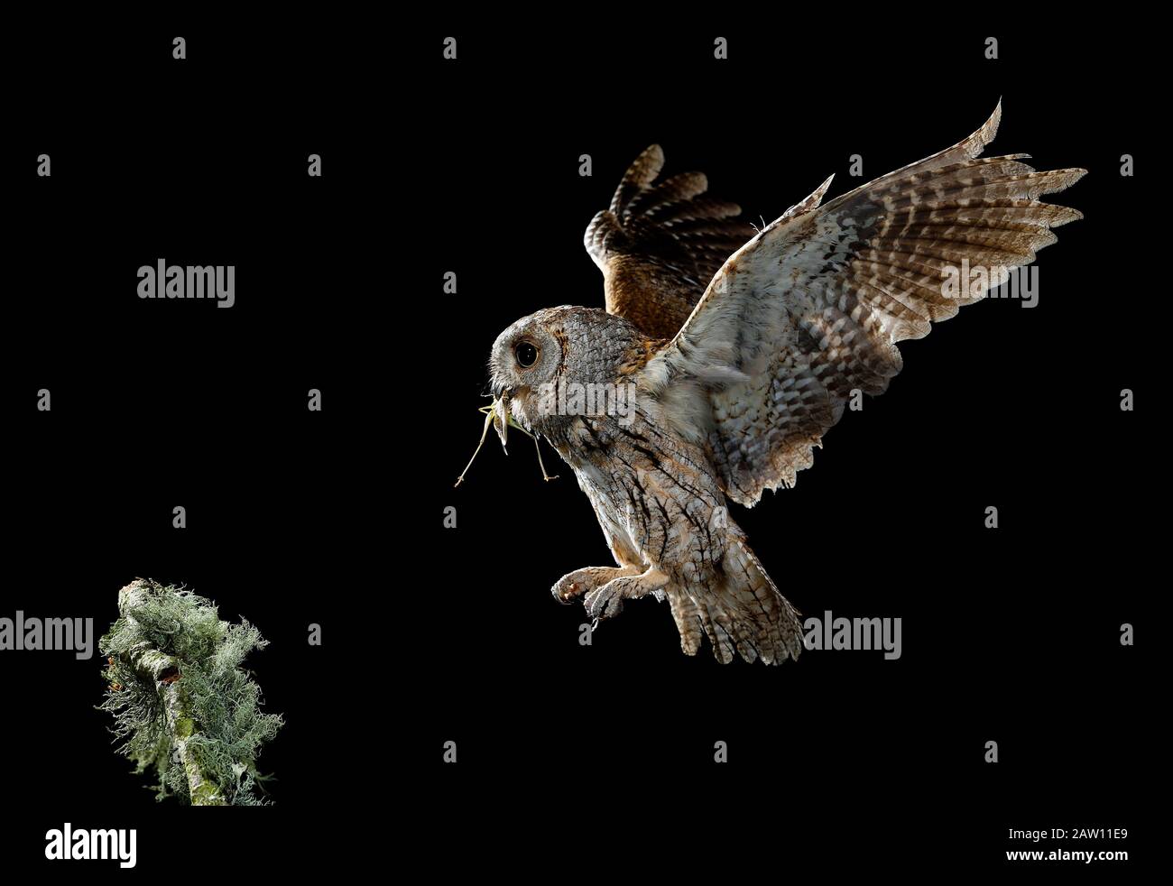 Chouette Des Scopes Eurasiens (Otus Scops). Adulte volant la nuit avec des proies. Salamanque, Castilla Y León, Espagne Banque D'Images