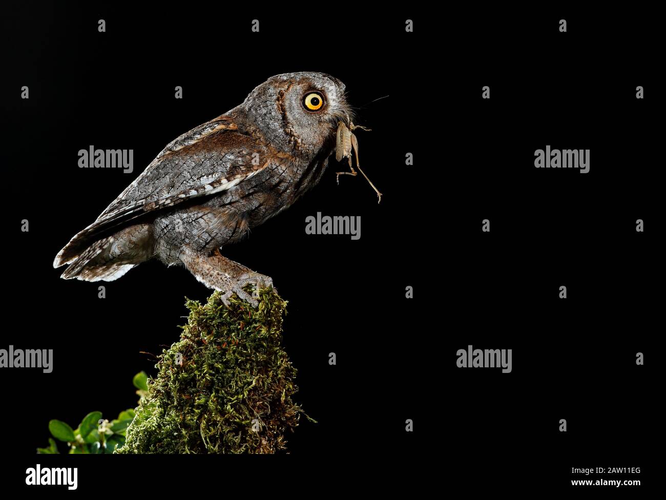 Chouette Des Scopes Eurasiens (Otus Scops). Adulte la nuit perché avec proie. Salamanque, Castilla Y León, Espagne Banque D'Images