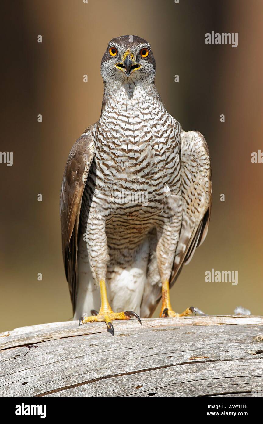 L'Autour des palombes (Accipiter gentilis), Salamanca, Castilla y León, Espagne Banque D'Images