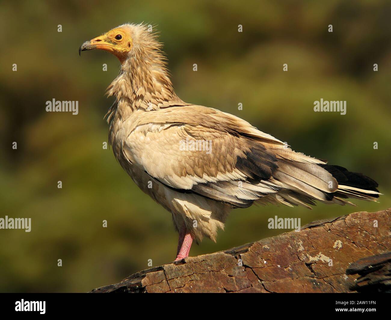 Vautour Égyptien (Neophron Percnopterus) Salamanque, Castilla Y Leon, Espagne Banque D'Images