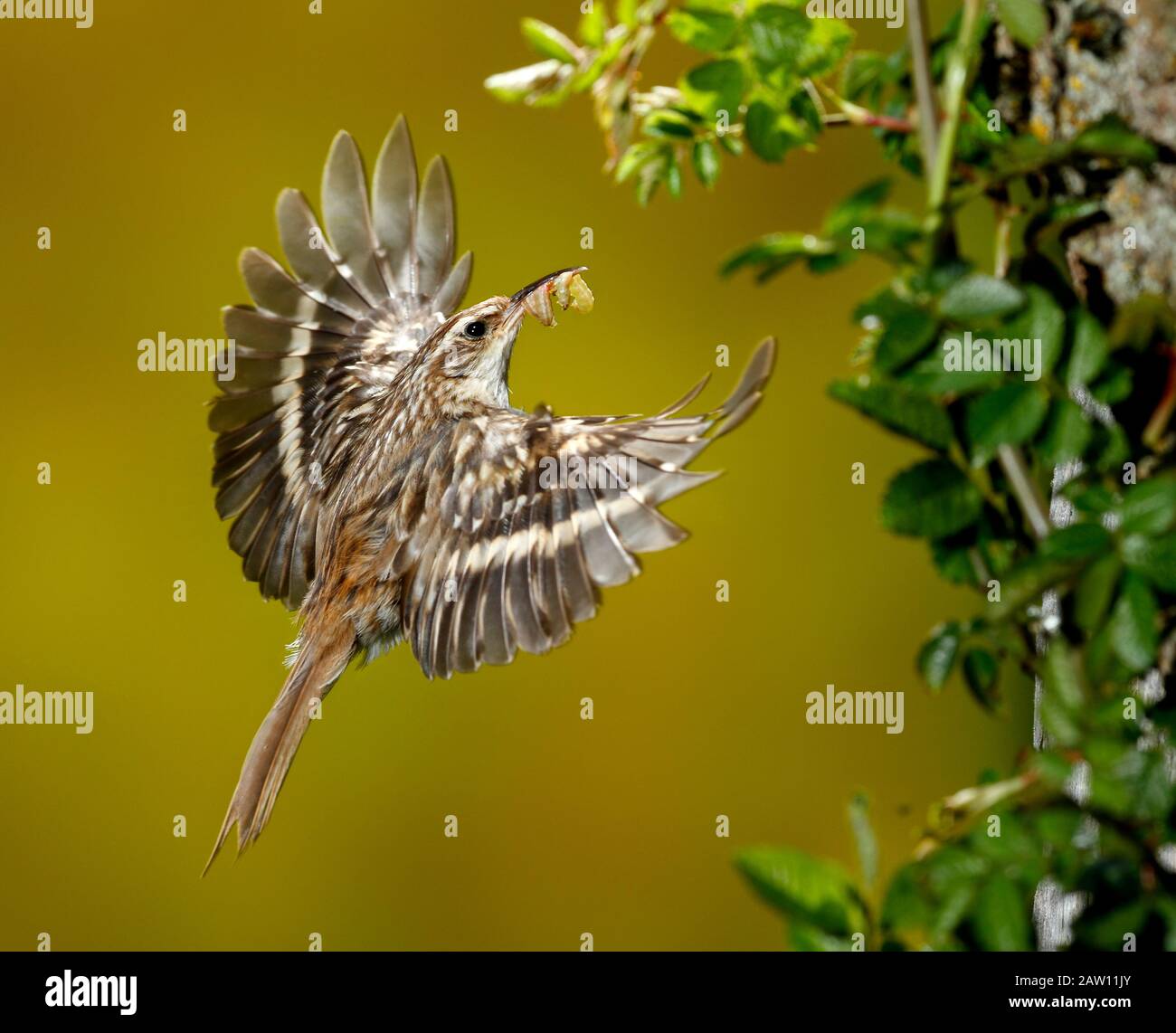 Treecreeper volant (Certhia brachydactyla) avec proie, Salamanque, Castilla y Leon, Espagne Banque D'Images
