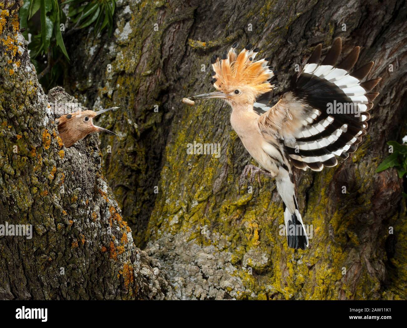Un parent eurasien Hoopoe (Upupa epops) se nourrit de poussins dans la cavité du nid, en Espagne Banque D'Images