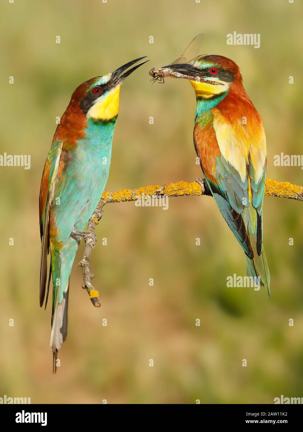 Couple de l'européen Bee-eater (Merops apiaster), Salamanque, Castilla y Leon, Espagne Banque D'Images