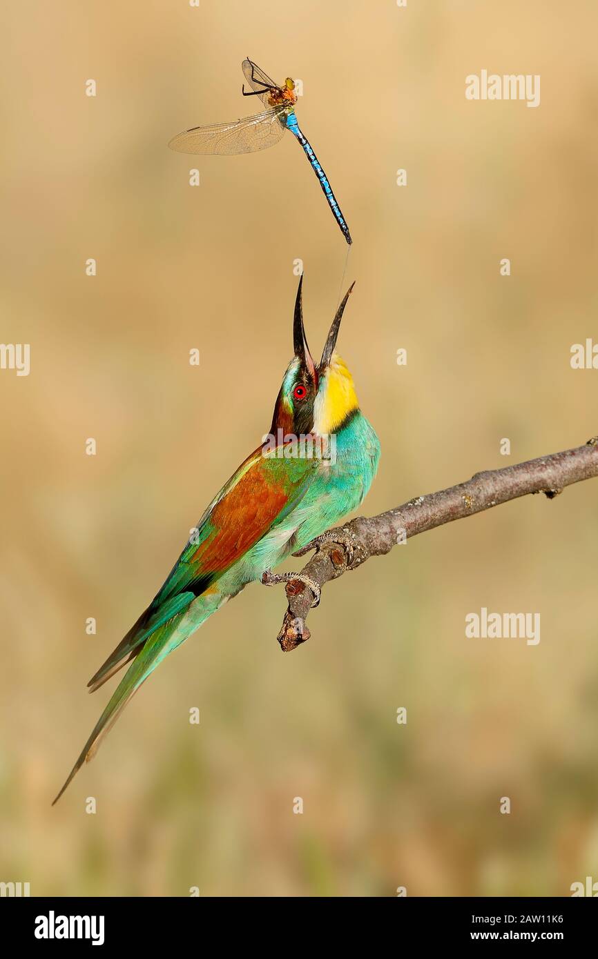 Européen des abeilles (Merops apiaster) attrapant des proies, Salamanque, Castilla y Leon, Espagne Banque D'Images