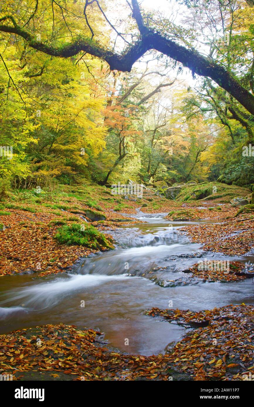 Feuillage d'automne et gorge de Kikuchi Banque D'Images