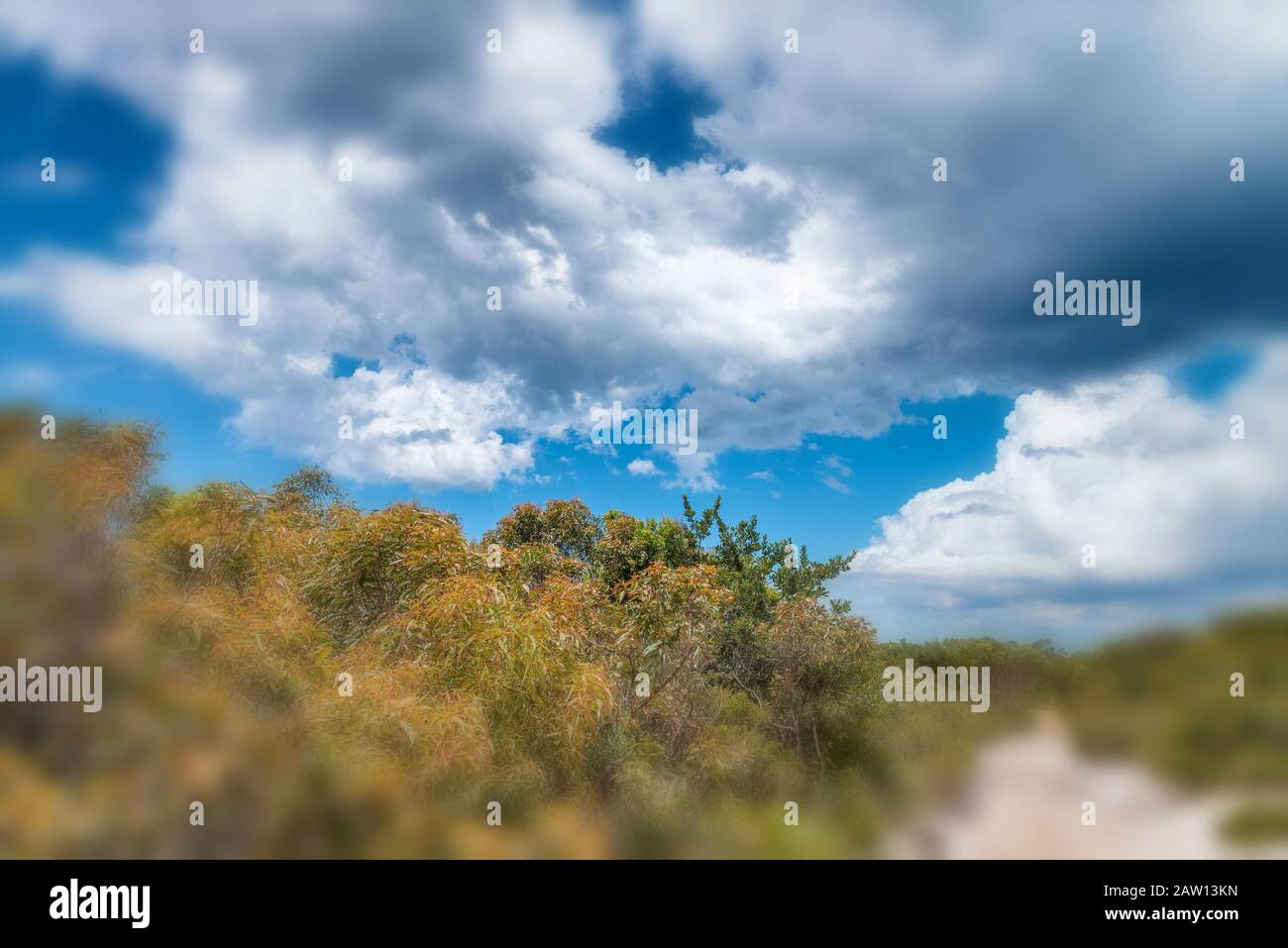Campagne australienne. Végétation et ciel bleu. Banque D'Images