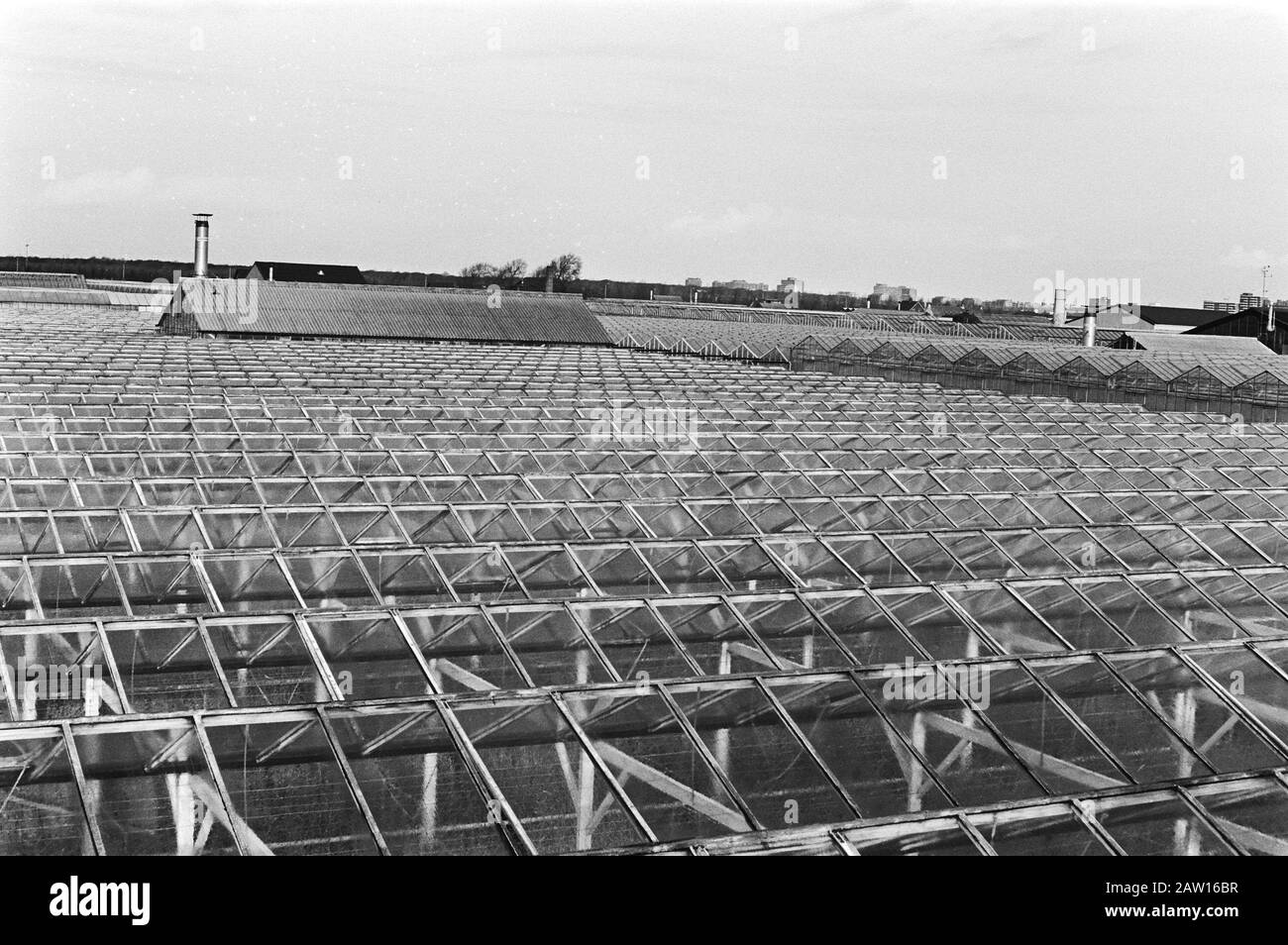 À divers endroits de Westland a été cette semaine landbouwgi bromure de méthyle trouvé dans l'eau potable, serres dans la Westland Date: 5 janvier 1981 mots clés: Pesticides Nom De La Personne: Bromure de méthyle Banque D'Images