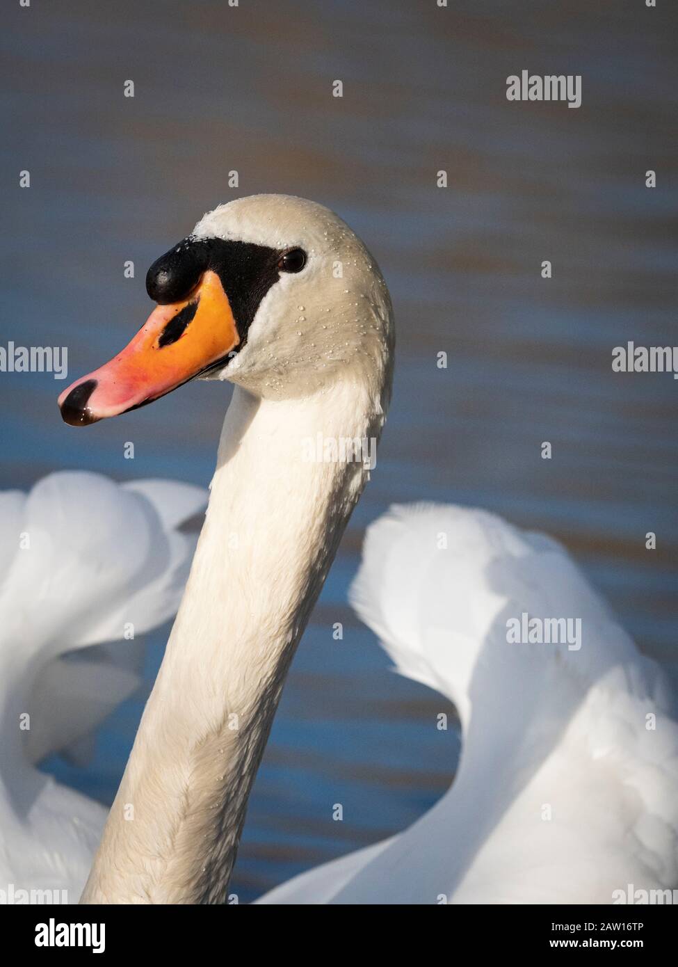 Portrait d'un cygne muet. Banque D'Images