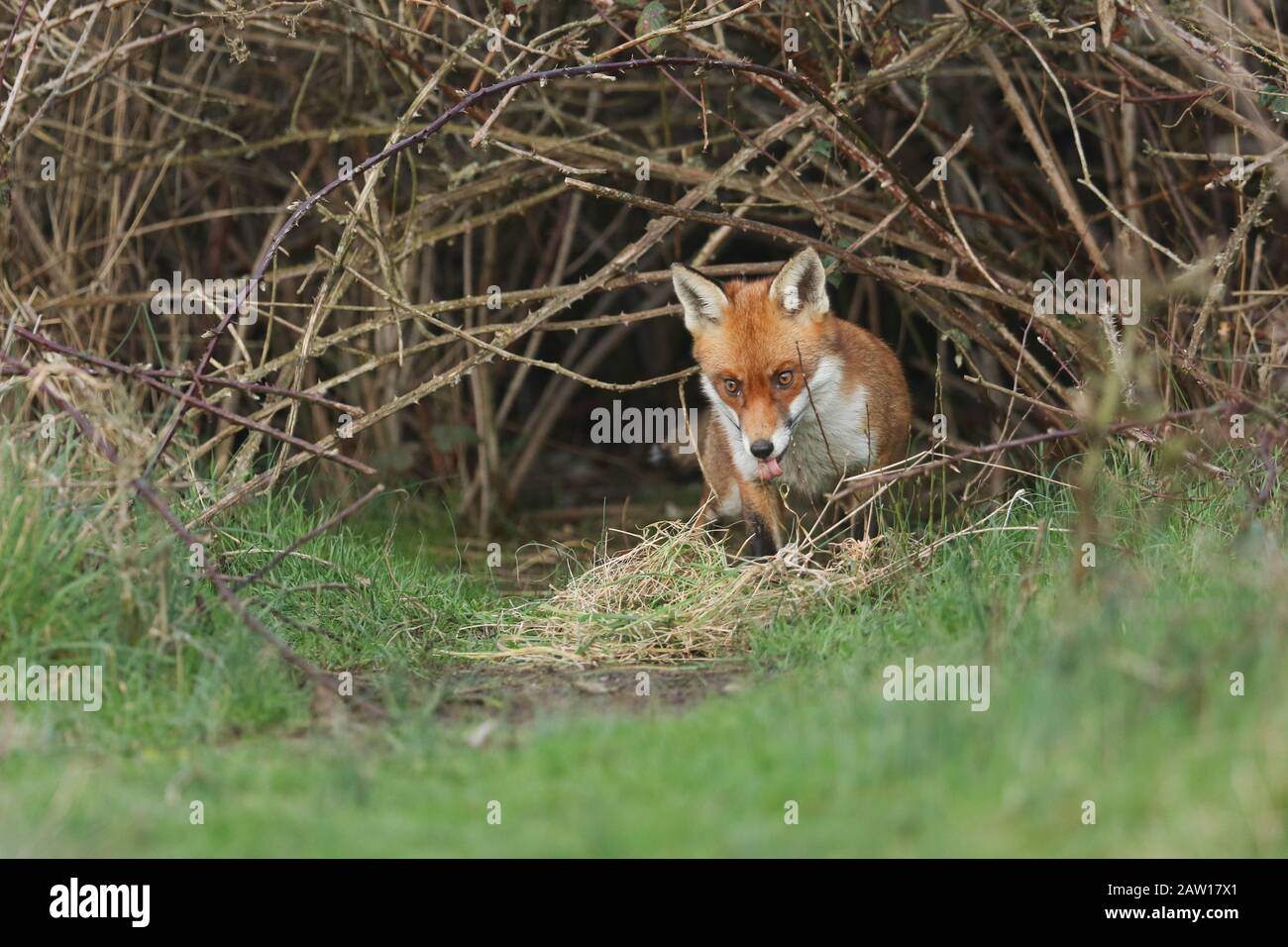 Une magnifique renard rouge sauvage, Vulpes vulpes, émergeant de son coin au crépuscule pour aller à la chasse. Il tire sa langue. Banque D'Images