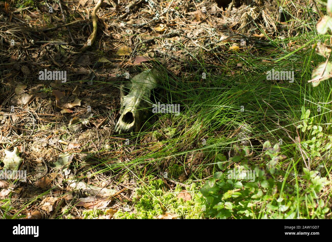 Restes d'un animal sous la forme d'un crâne avec orbite oculaire vide dans la forêt sur le sol Banque D'Images