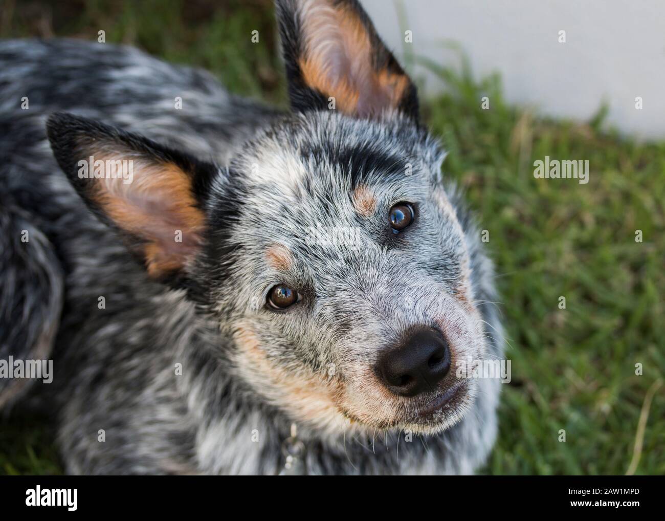 Blue heeler puppy Banque de photographies et d'images à haute résolution -  Alamy
