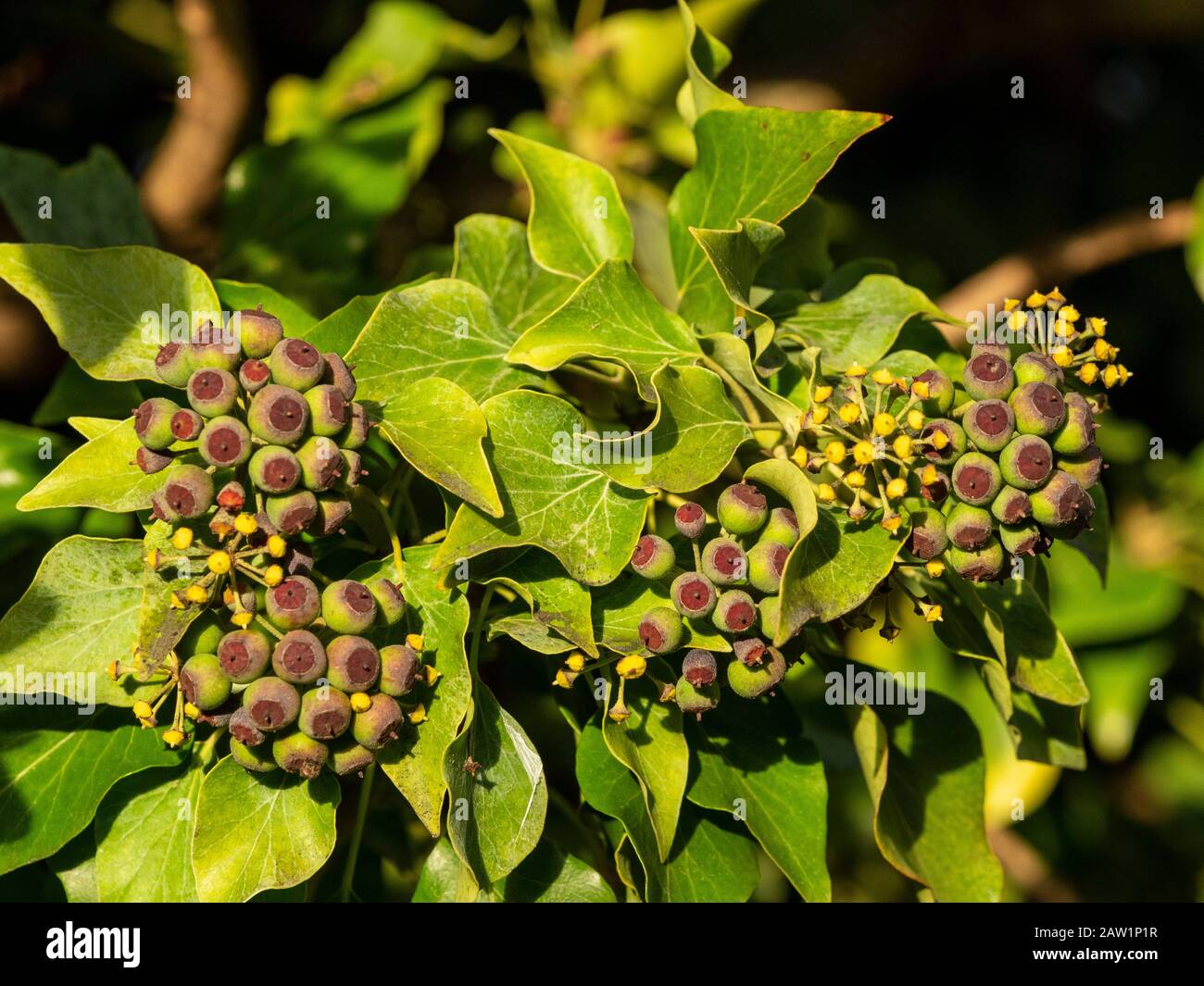 Feuilles et fruits Ivy. Banque D'Images