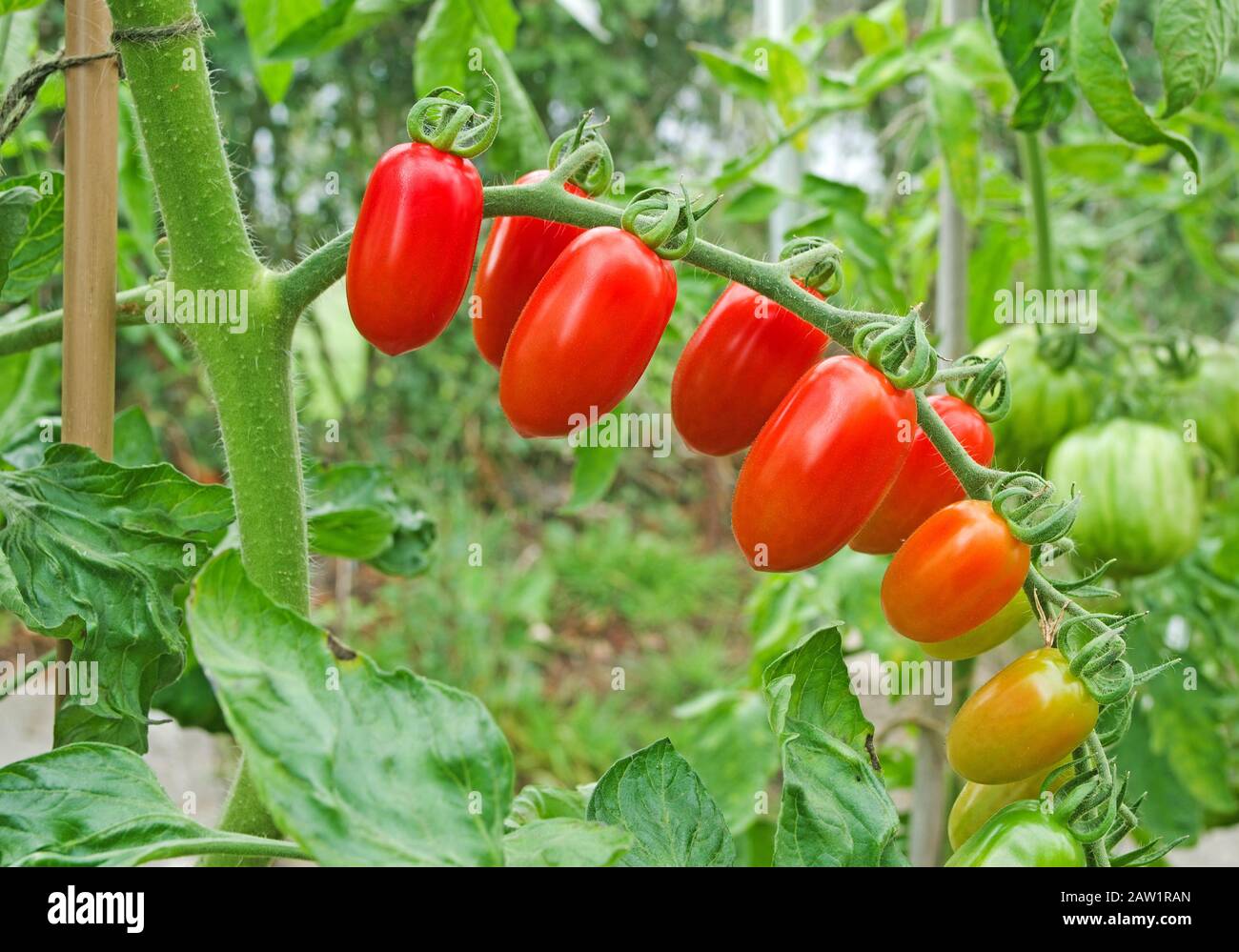 Gros plan de la truss de tomates Santonio de prune de bébé mûrissant sur la vigne en été soleil dans la serre intérieure anglaise, Angleterre Royaume-Uni Banque D'Images