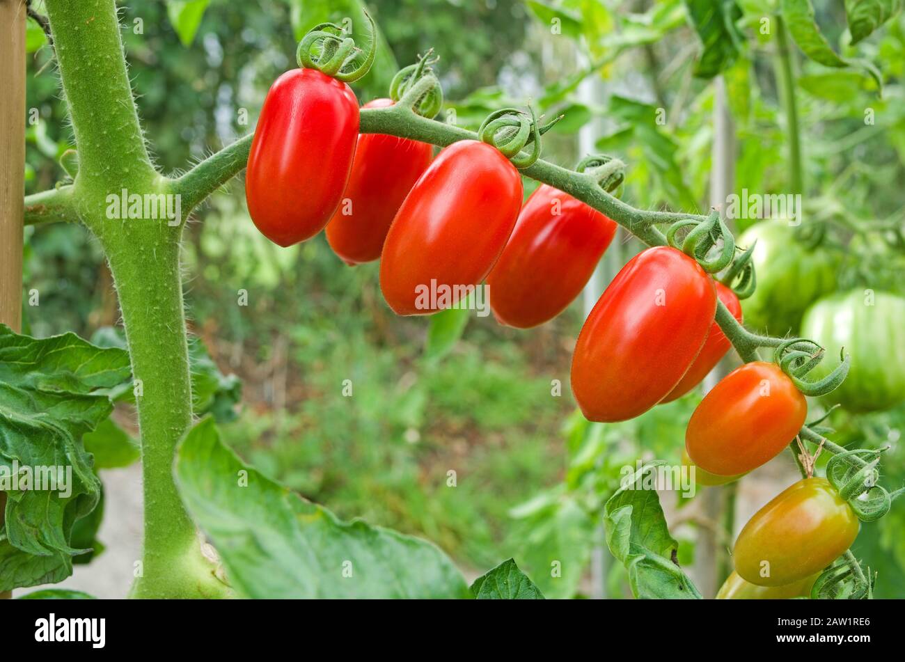 Gros plan de la truss de tomates Santonio de prune de bébé mûrissant sur la vigne en été soleil dans la serre intérieure anglaise, Angleterre Royaume-Uni Banque D'Images