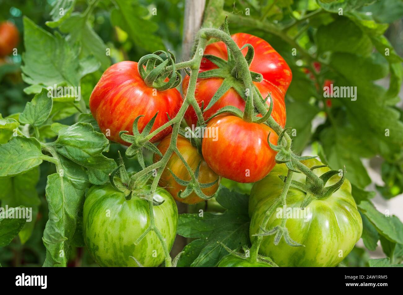 Gros plan d'une large armature de tomates farniches à rayures, mûrissement sur la vigne en été dans la serre domestique, Angleterre Royaume-Uni. Banque D'Images