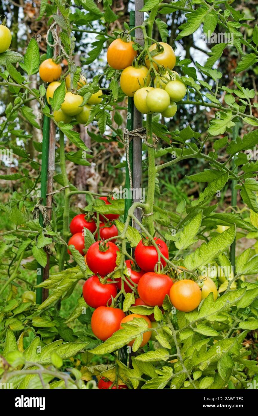 Gros plan des Tomates Mountain Magic mûrissant sur la vigne en été soleil dans le jardin domestique anglais, septembre Royaume-Uni Banque D'Images