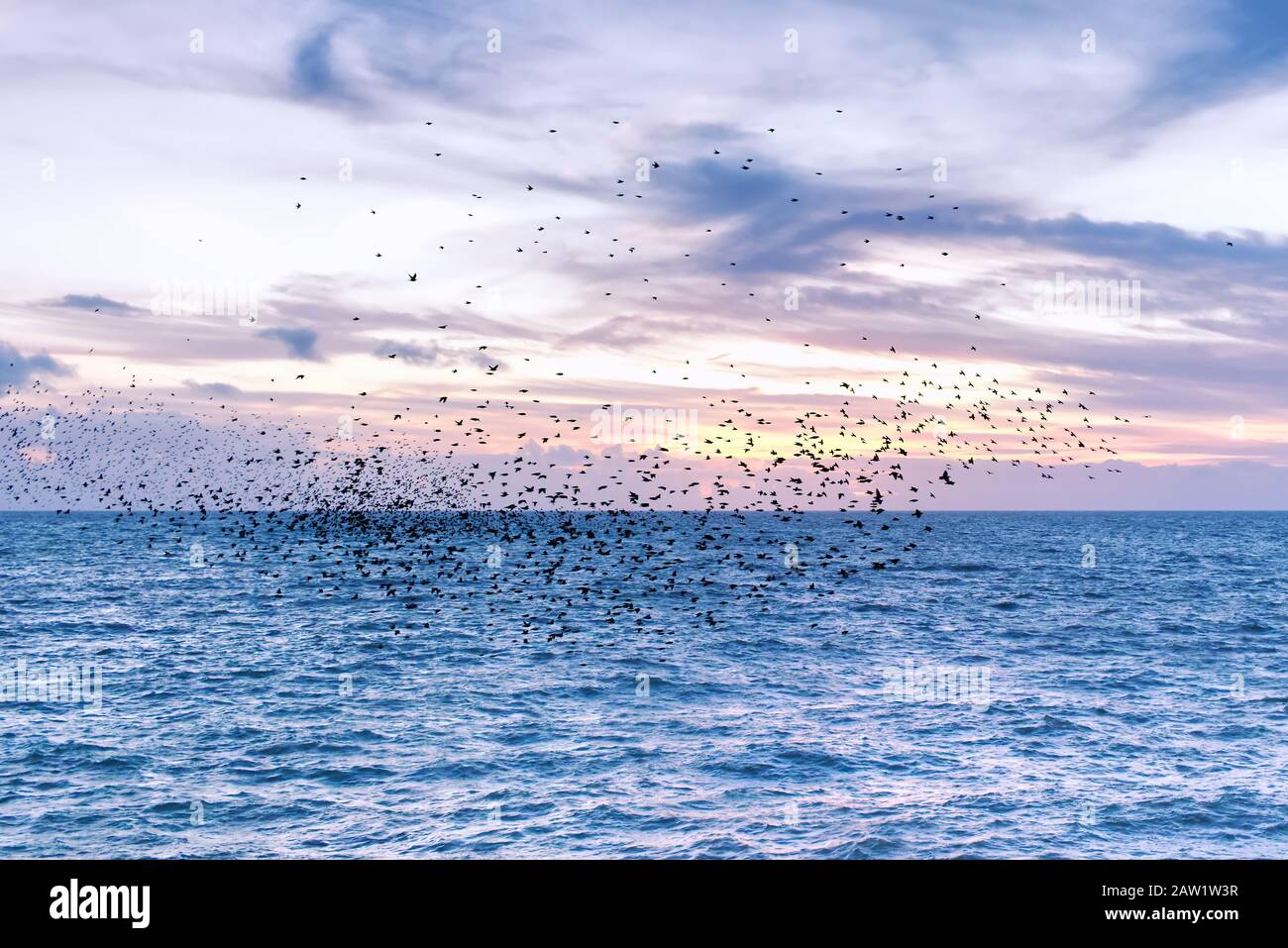 Murmuration des starlings. Un énorme troupeau bruyant d'oiseaux au-dessus des eaux ouvertes de la mer. Formation en vol avec les tourbillons. Brighton, Royaume-Uni. Banque D'Images