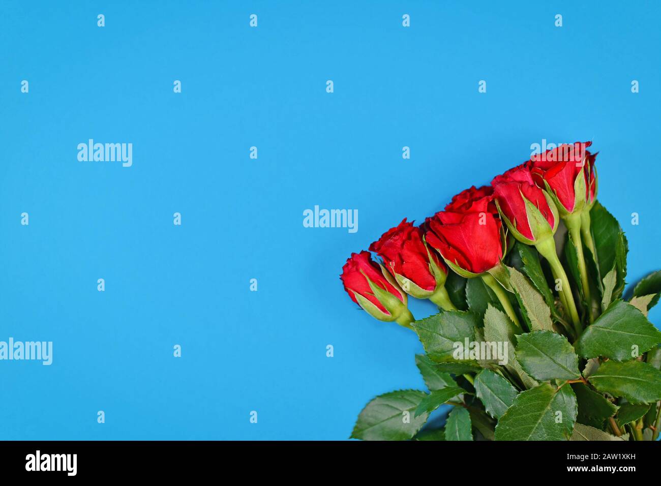 Bouquet de fleurs de rose rouge romantique sur fond bleu avec espace de copie vierge Banque D'Images