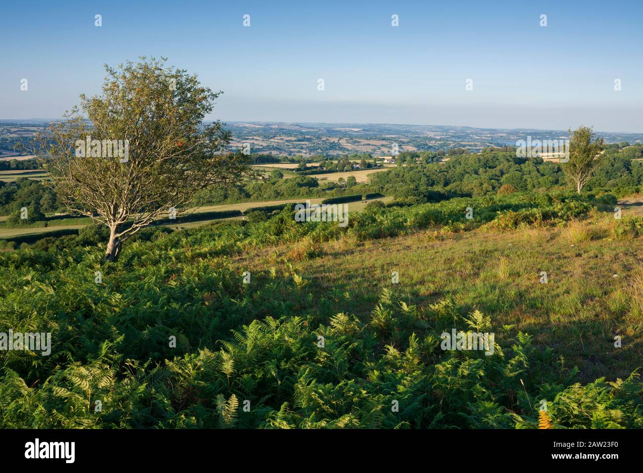 Down noir dans le paysage national de Mendip Hills, Somerset, Angleterre. Banque D'Images