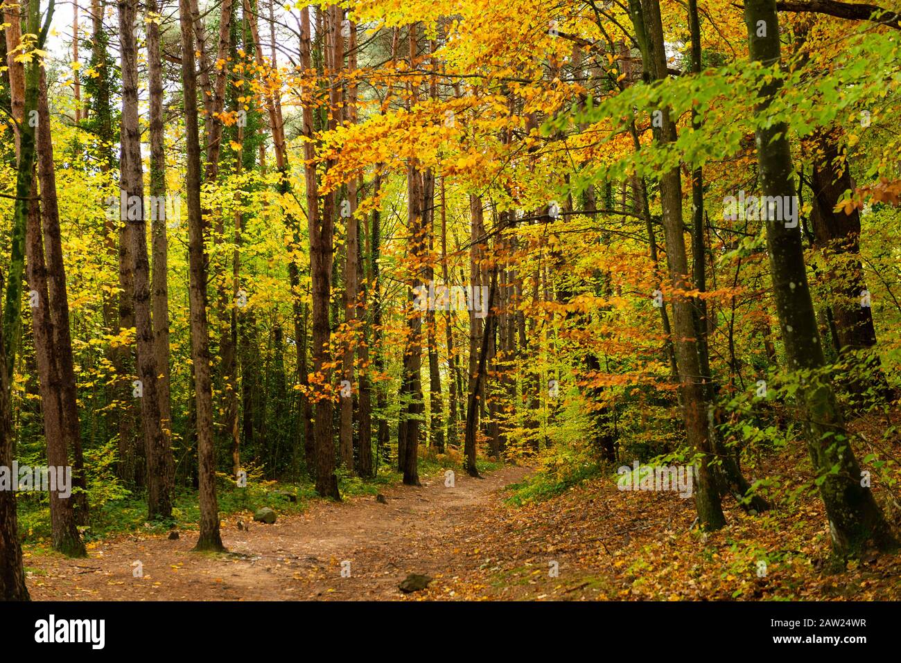 Route d'automne dans le montseny Banque D'Images