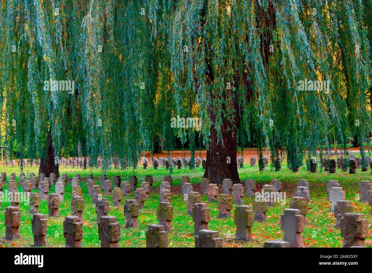 Saule gris nain (Salix tristis), sur le cimetière militaire Dortmund-Brackel, Allemagne, Rhénanie-du-Nord-Westphalie, région de la Ruhr, Dortmund Banque D'Images