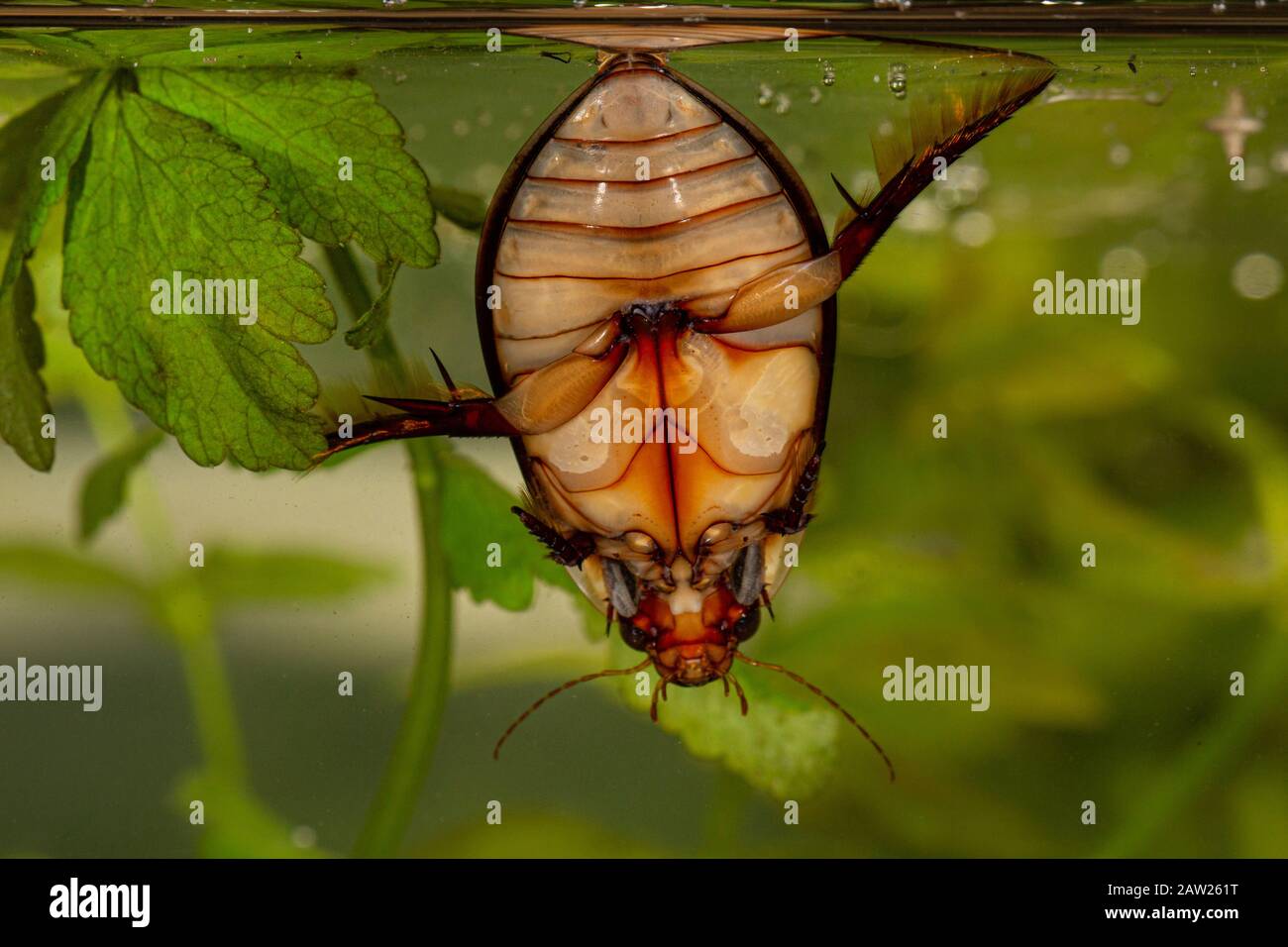 Plongée Beetle (Cybister lateralimarginalis, Scaphinectes lateralimarginalis), homme prenant un souffle à la surface de l'eau, Allemagne, Bavière Banque D'Images