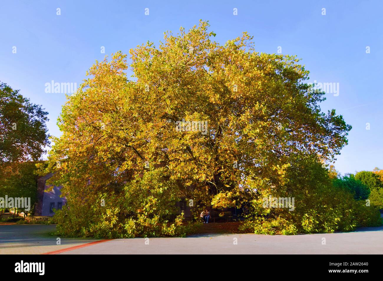 Avion européen, avion à feuilles d'érable, avion de Londres, planetree de Londres (Platanus hispanica, Platanus x hybrida, Platanus hybrida, Platanus acerifolia), en automne, Allemagne, Rhénanie-du-Nord-Westphalie Banque D'Images