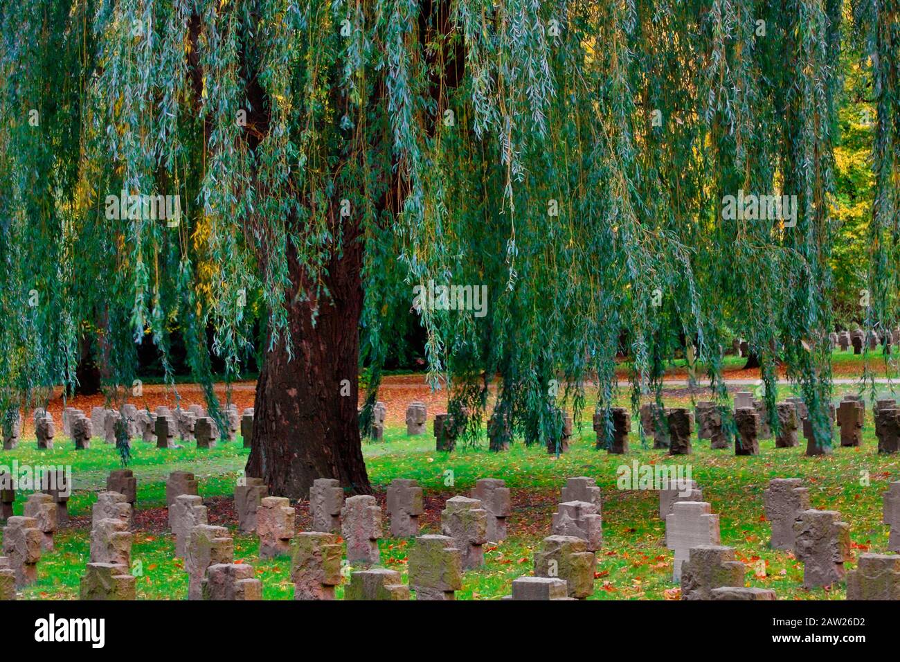 Saule gris nain (Salix tristis), sur le cimetière militaire Dortmund-Brackel, Allemagne, Rhénanie-du-Nord-Westphalie, région de la Ruhr, Dortmund Banque D'Images