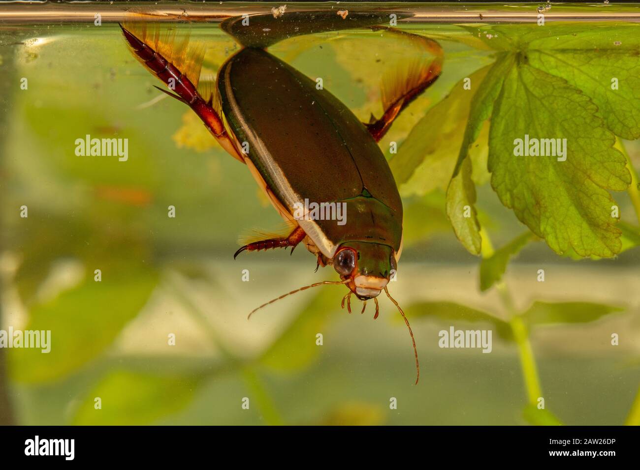Plongée dans le Beetle (Cybister lateralimarginalis, Scaphinectes lateralimarginalis), en prenant un souffle à la surface de l'eau, Allemagne, Bavière Banque D'Images