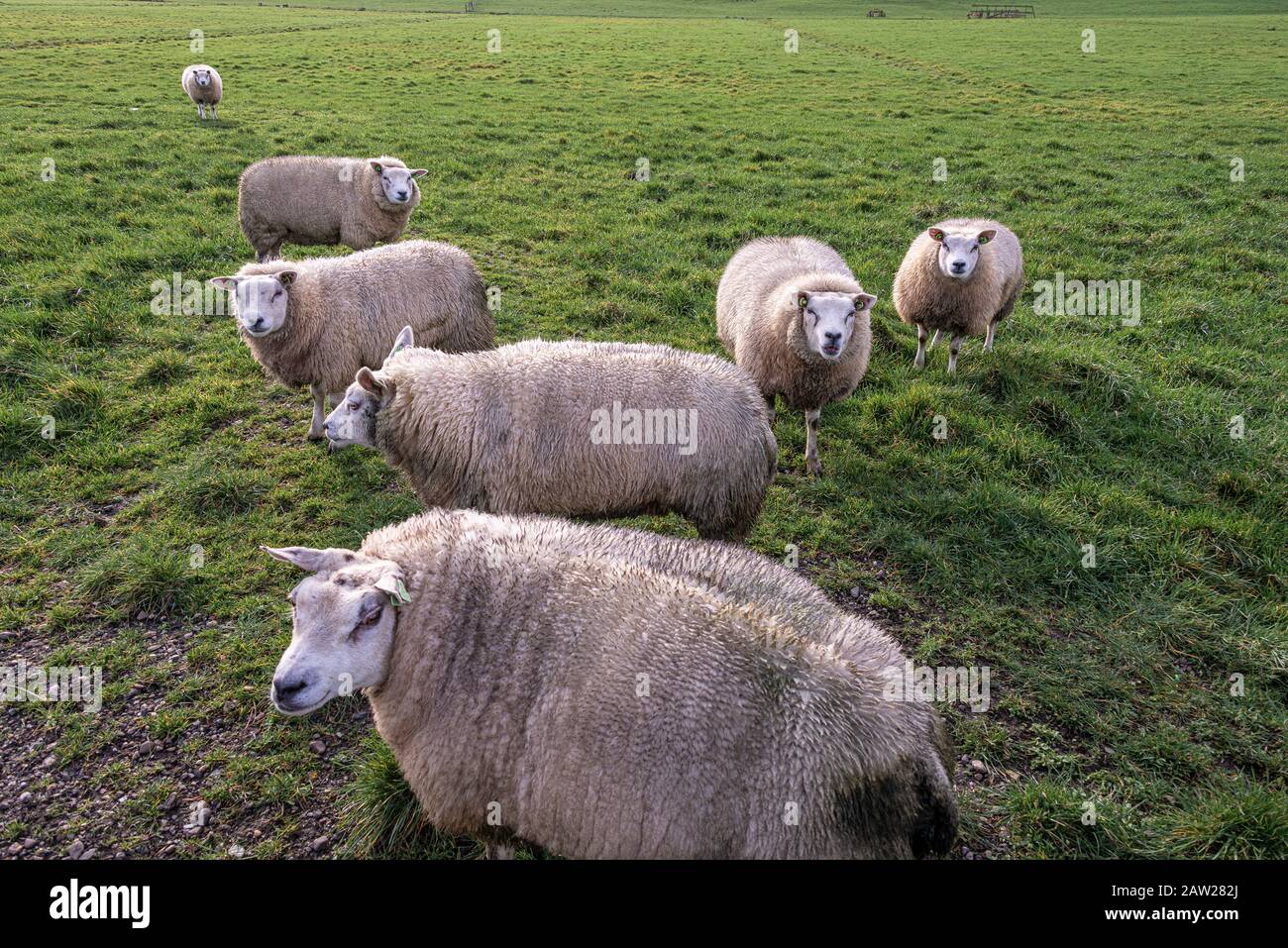 le troupeau de moutons se tient sur un pâturage vert Banque D'Images