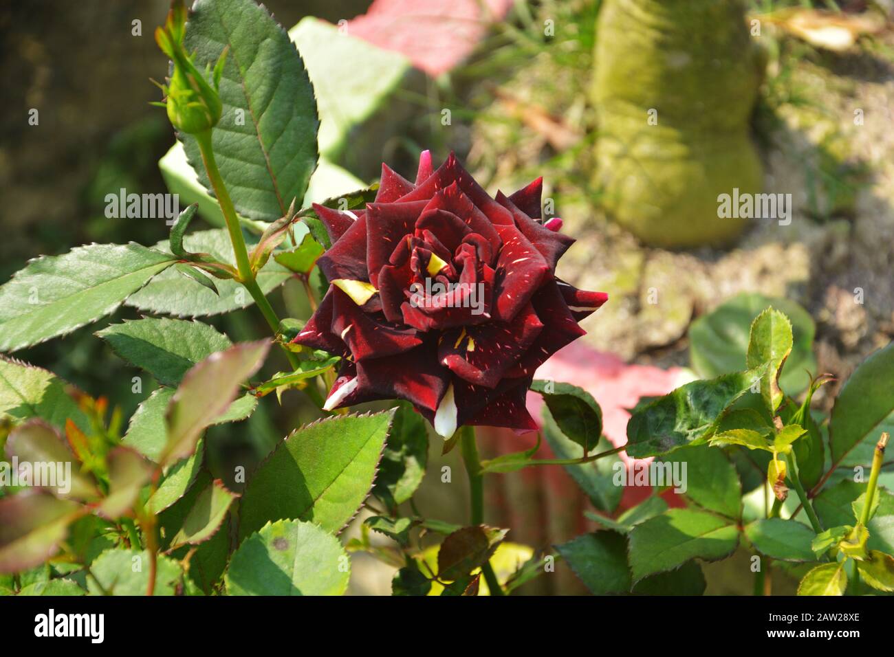 Gros plan sur la rose tachetée noire, rosa avec feuilles vertes qui poussent dans un jardin, focalisation sélective Banque D'Images