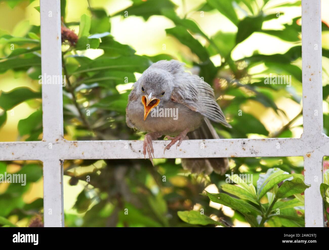Indian Juvenile Jungle Babbler aussi connu sous le nom scientifique de sept sœurs Argya striata vu appeler hurlant bouche ouverte beek à être nourri par le parent. P Banque D'Images