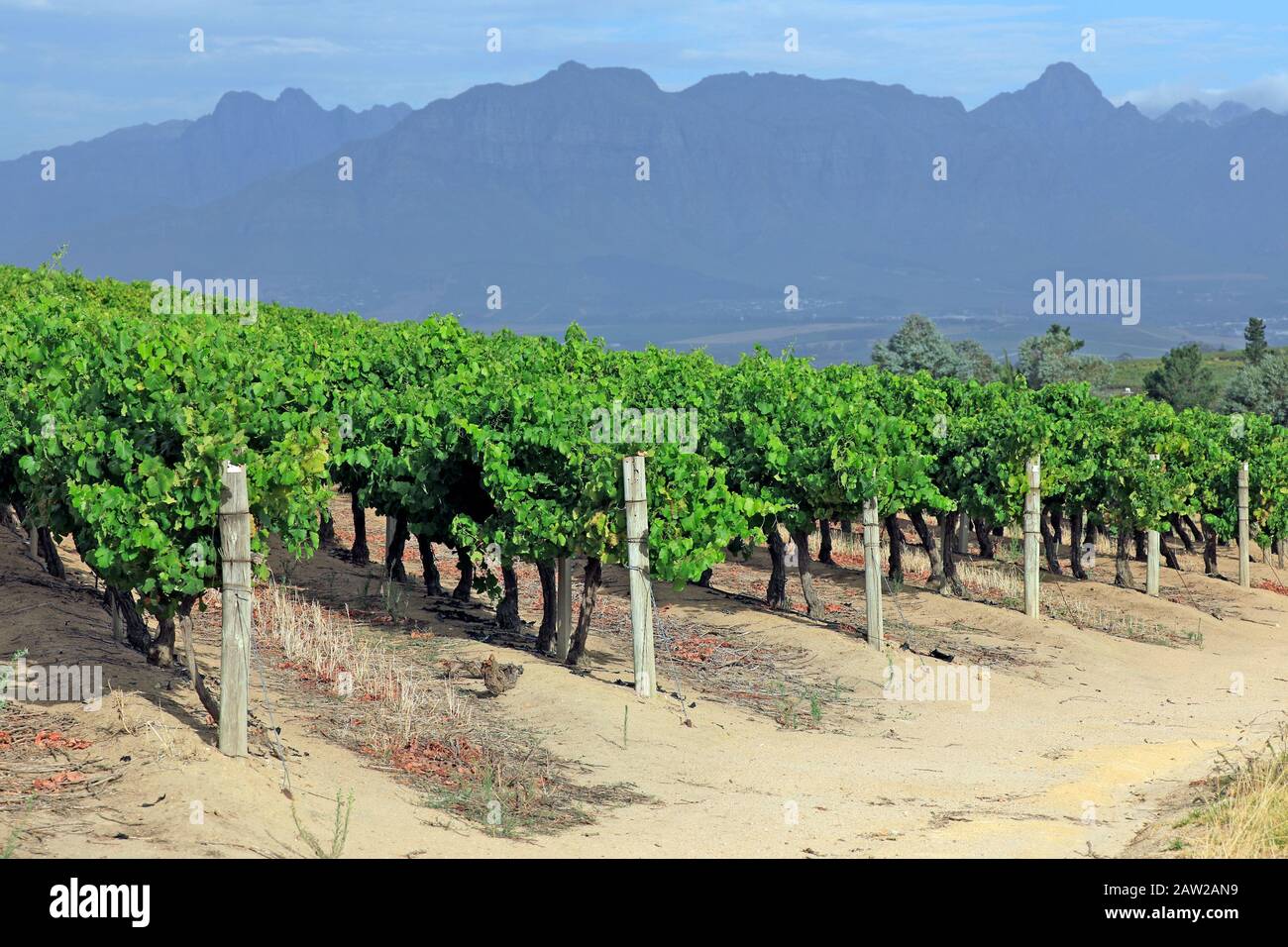 Vignoble de Jordan Estate dans le Cap Winelands dans la Province du Cap occidental d'Afrique du Sud. Banque D'Images