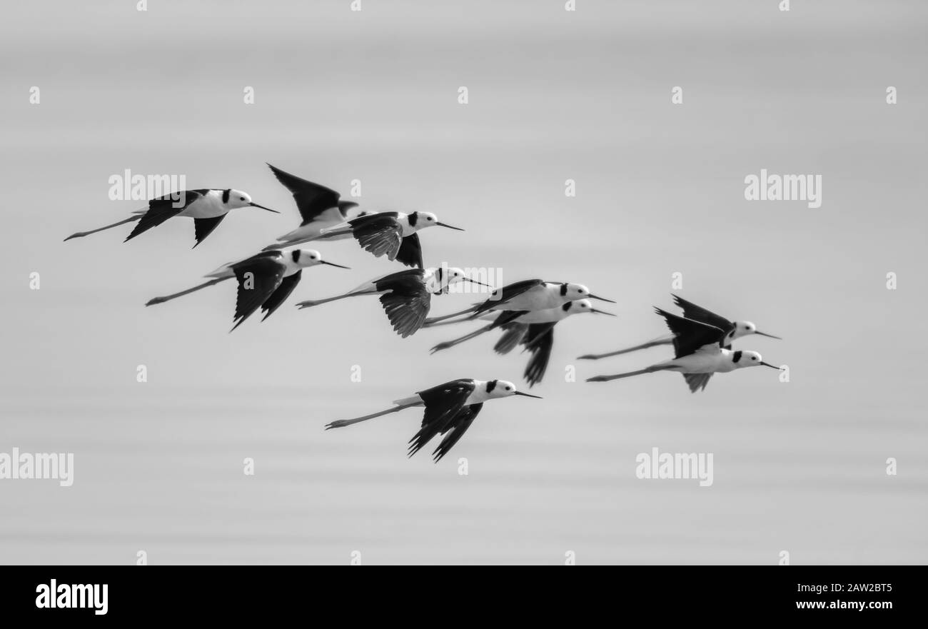 Une Écluse De Pilotis À Ailes Noires Survolant L'Eau Banque D'Images