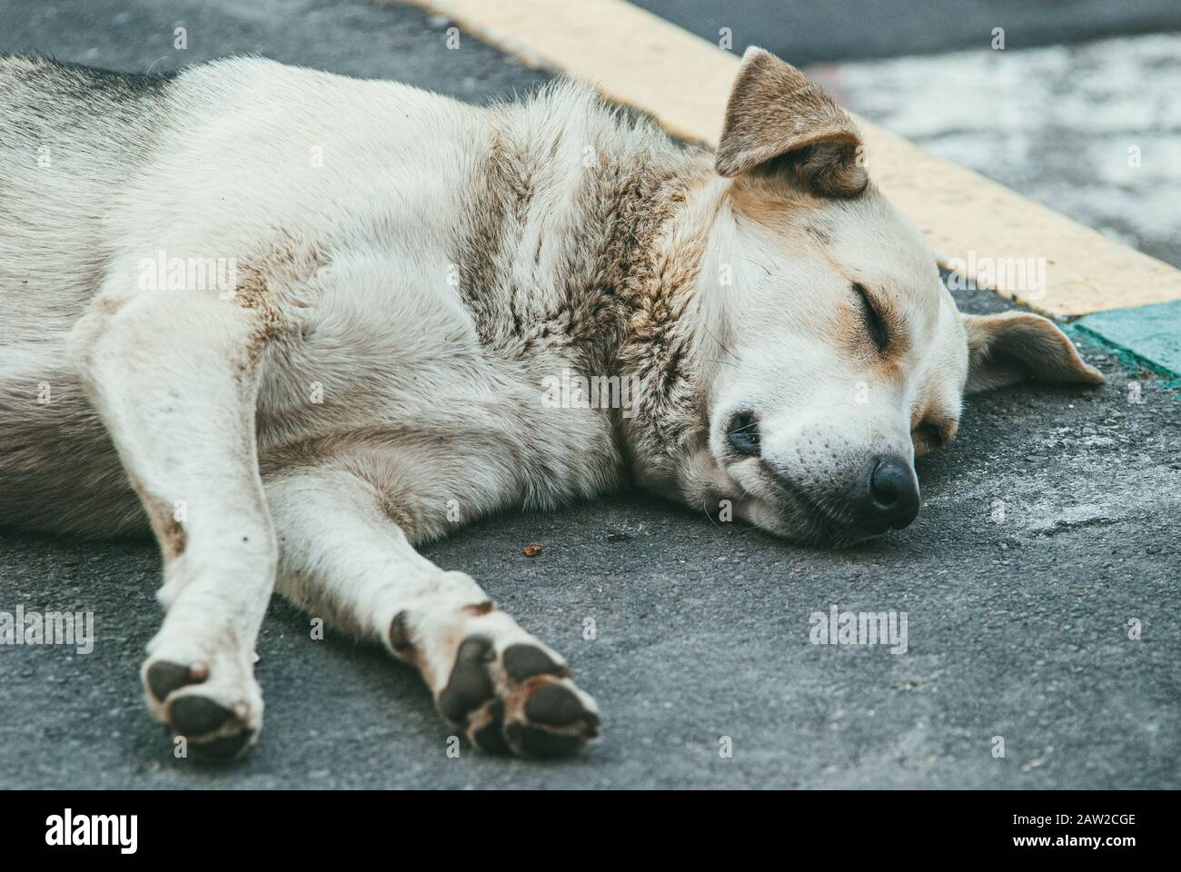 Un pauvre chien isolé dort sur le trottoir en asphalte Banque D'Images