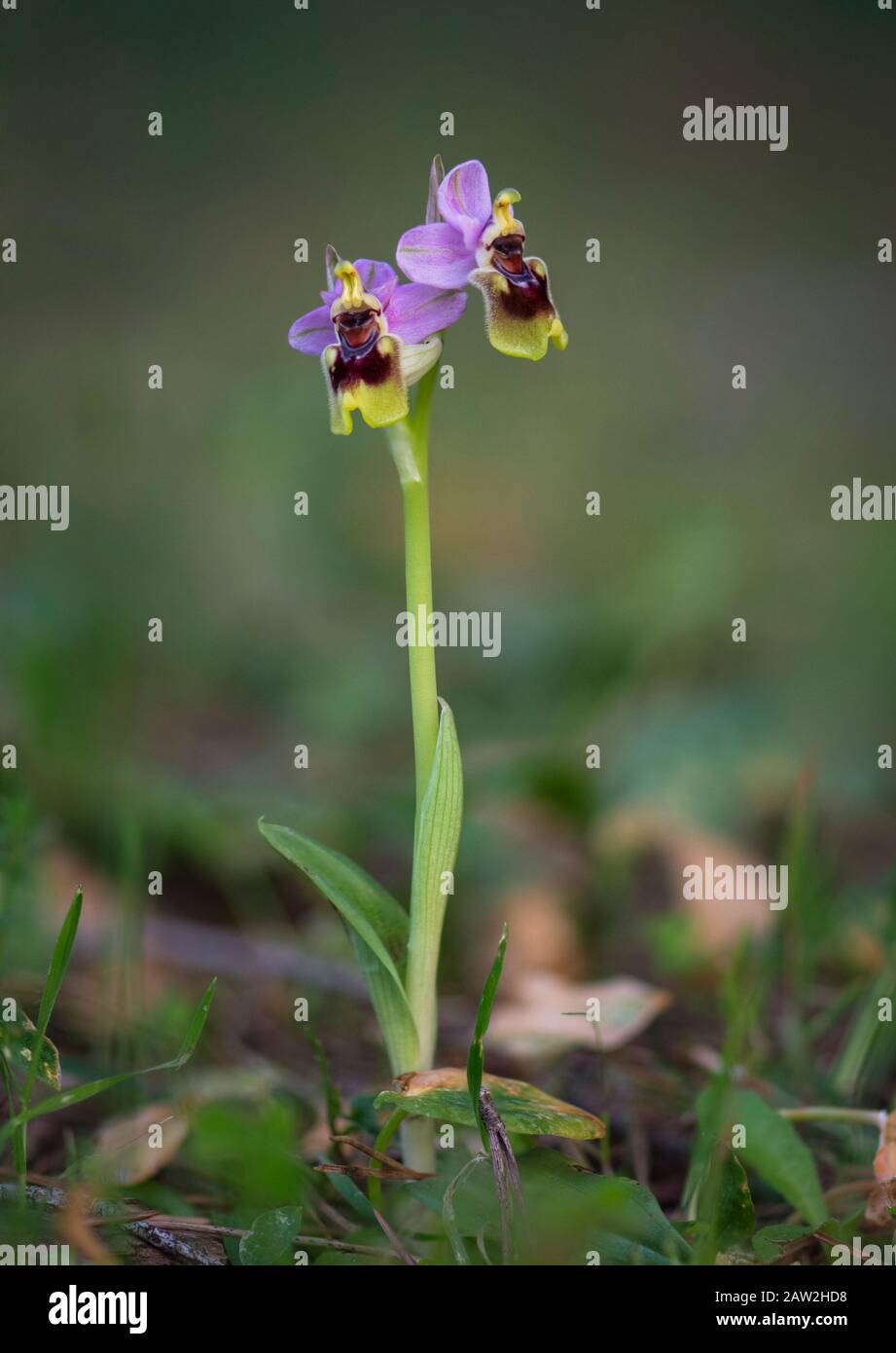 L'orchidée mouche, Ophrys tenthredinifera, Andalousie, Sud de l'Espagne. Banque D'Images
