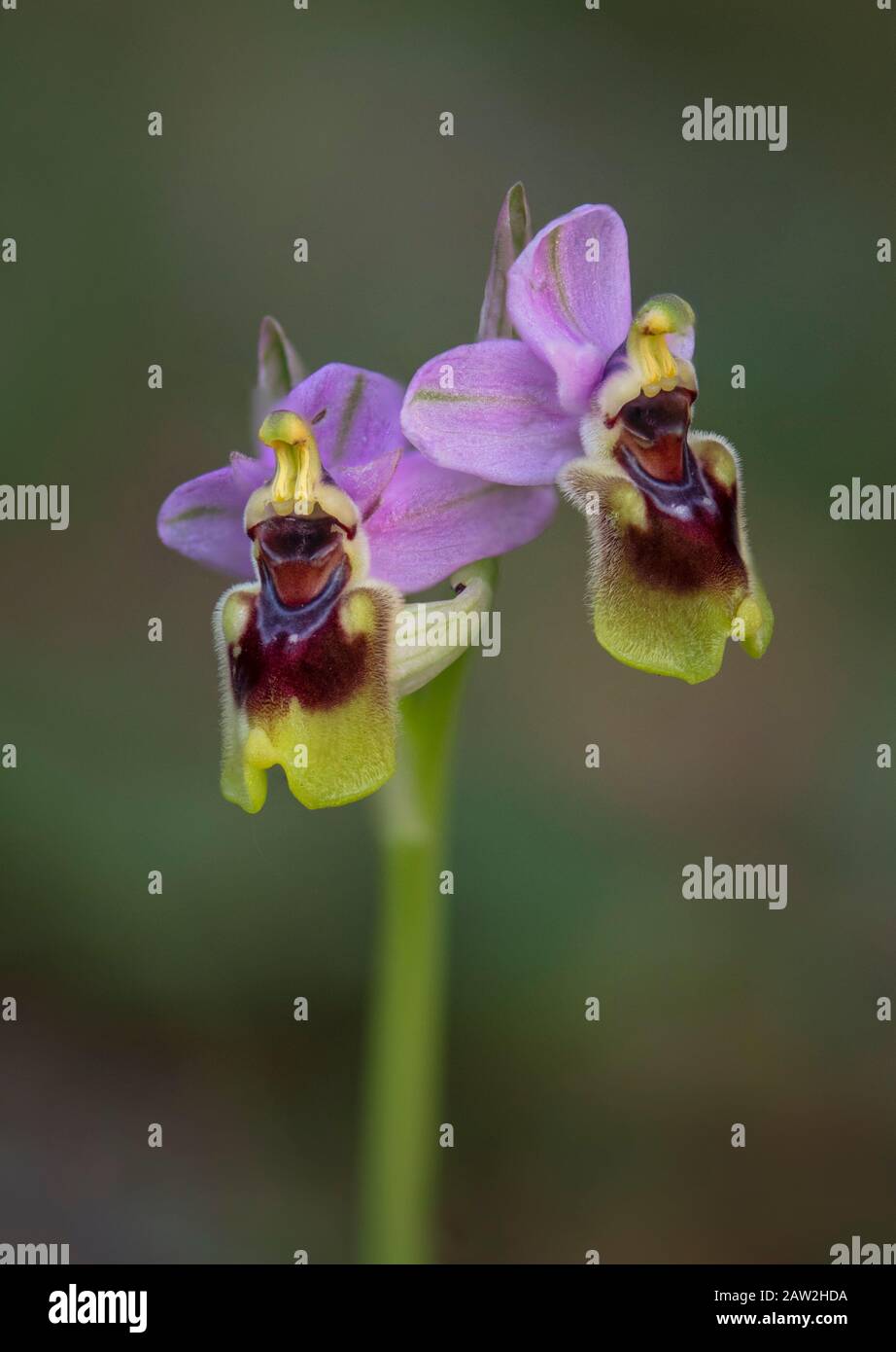 L'orchidée mouche, Ophrys tenthredinifera, Andalousie, Sud de l'Espagne. Banque D'Images