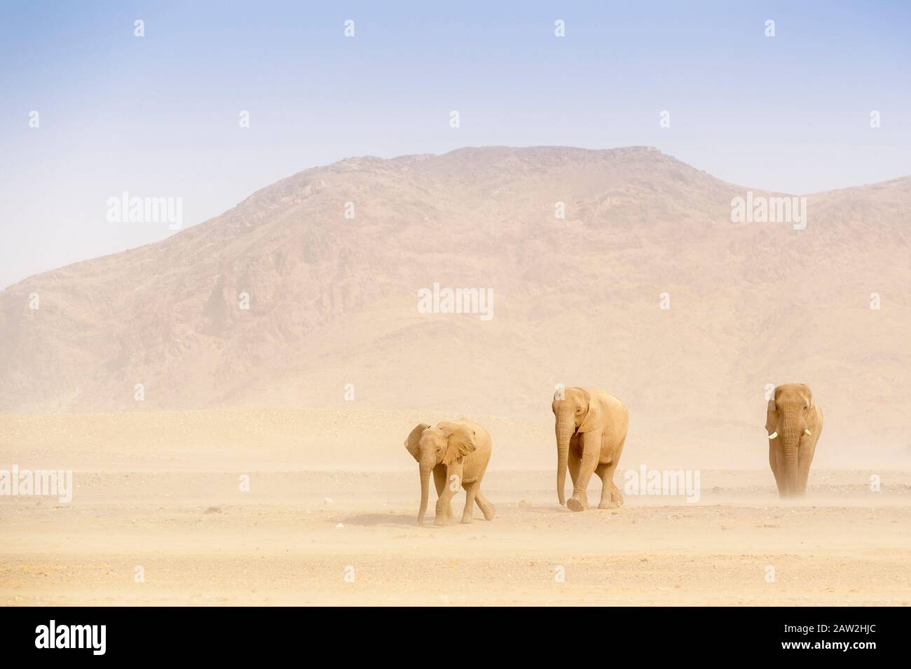 L'éléphant africain (Loxodonta africana), du désert-éléphant adaptés bull, après les femelles en désert, désert Hoanib, Kaokoland, la Namibie. Banque D'Images