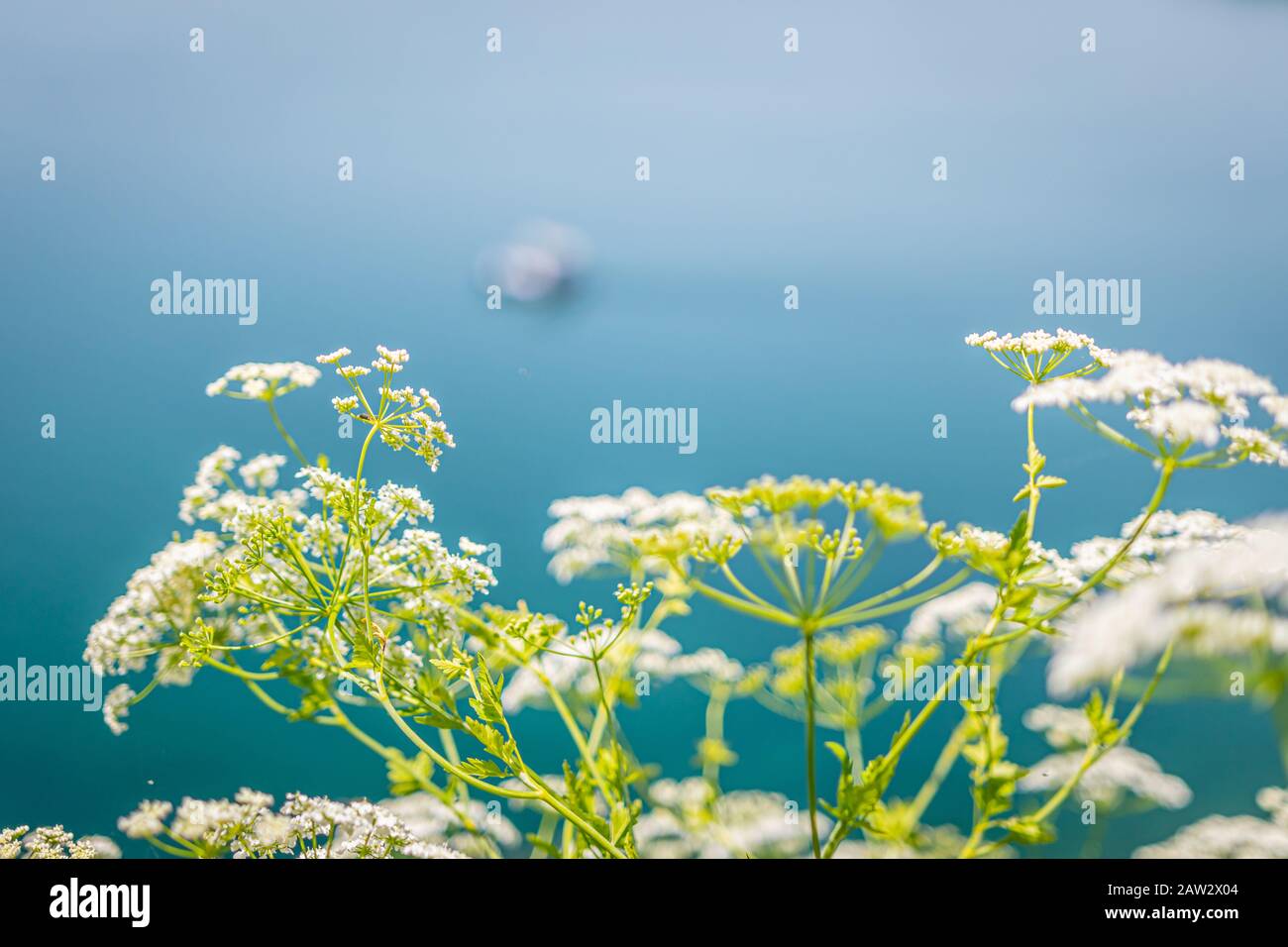 Hogweed Commun En Fleurs Au Lac Ohrid, En Macédoine Du Nord Banque D'Images