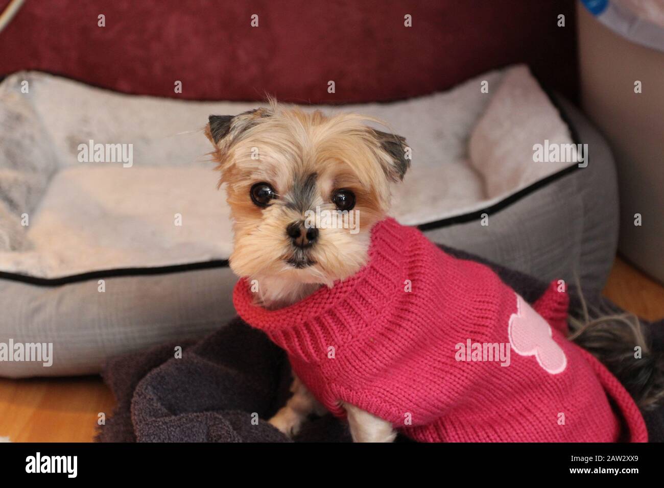 Gros plan sur un chien morkie portant un pull rose assis sur une couverture devant son lit Banque D'Images