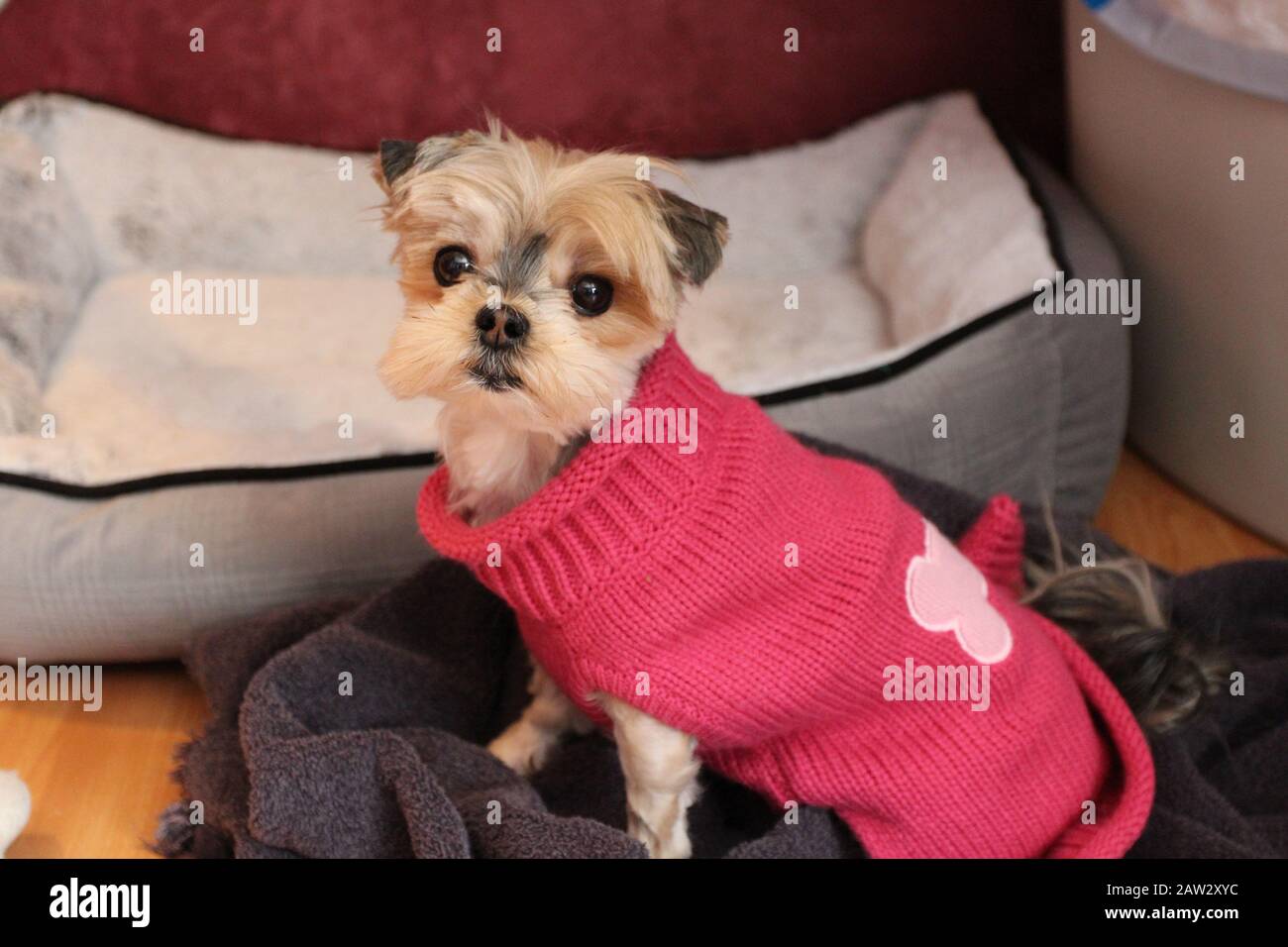 Un chien morkie portant un pull rose assis sur une couverture devant son lit Banque D'Images