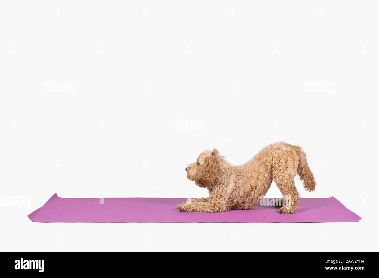 chien faisant du yoga sur un tapis Banque D'Images